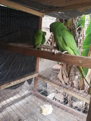 Beautifully Ringneck Parrots