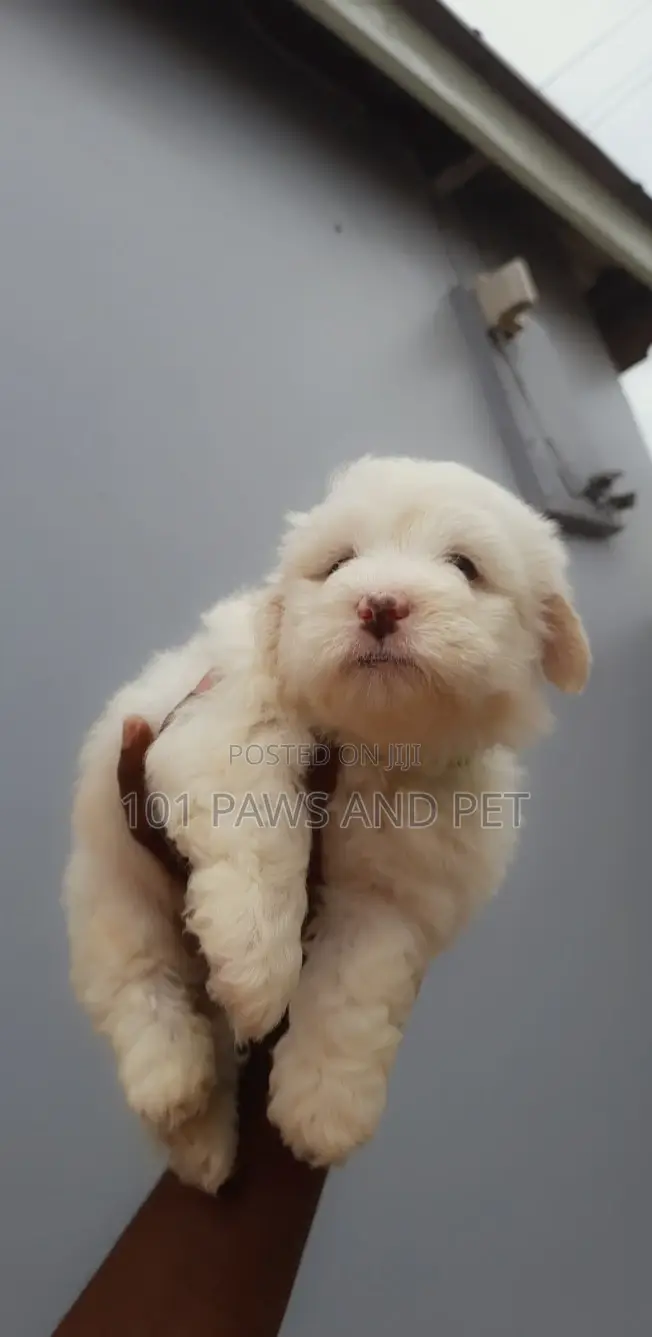 1-3 months Female Purebred Poodle