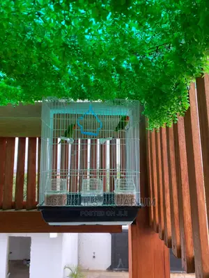 Large Parrot Cages for Parrot
