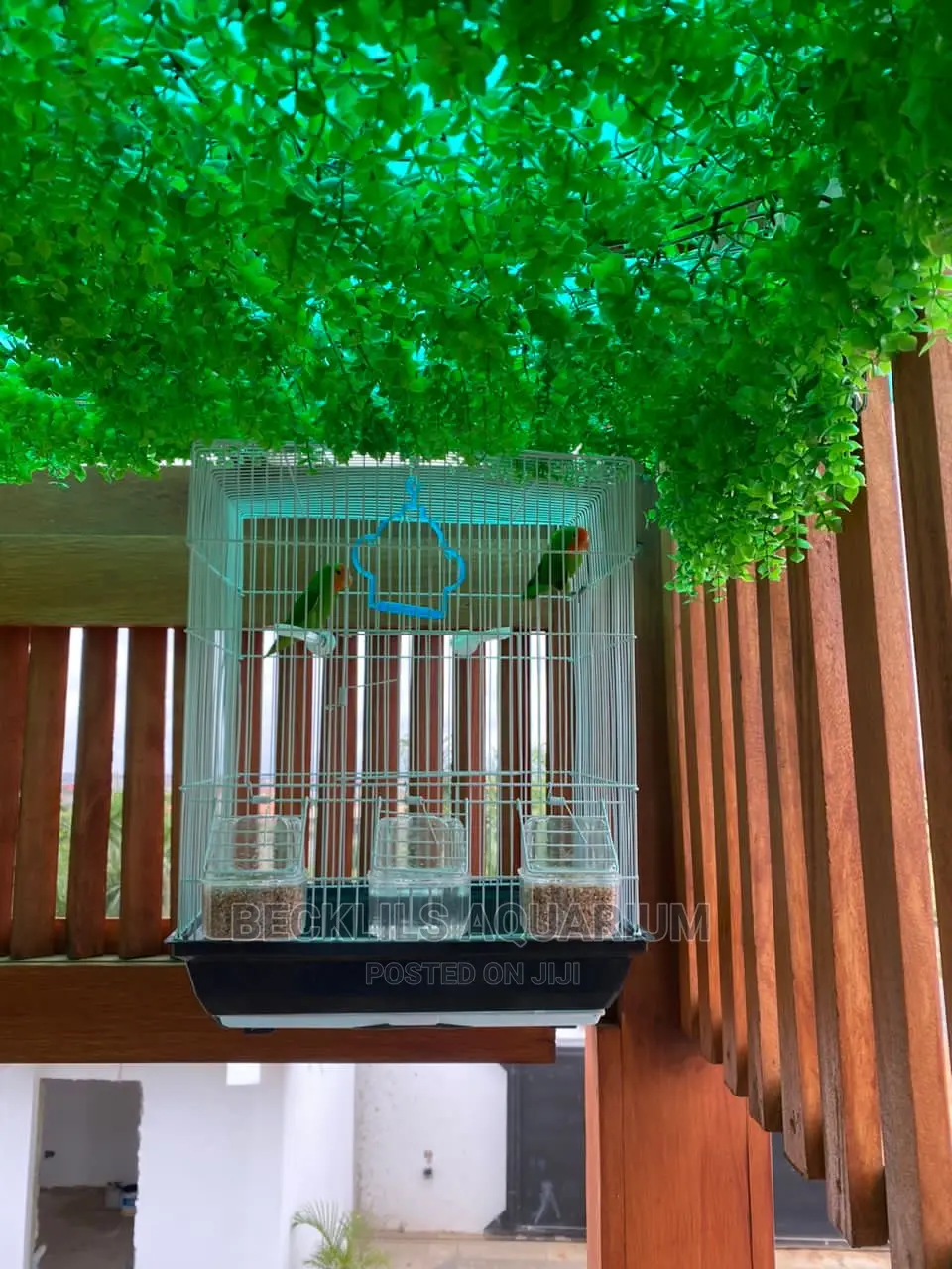 Large Parrot Cages for Parrot