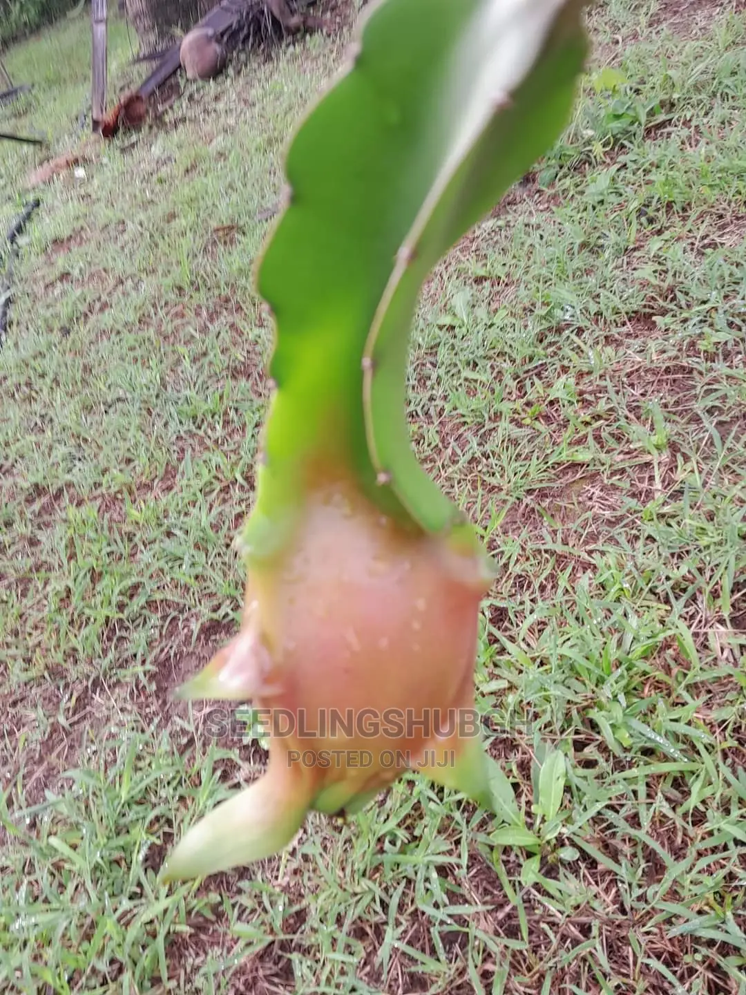 Dragon Fruit Seedlings