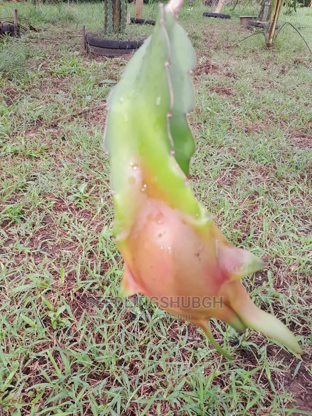 Dragon Fruit Seedlings