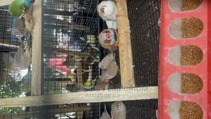 Bookings! XXXP Zebra Finches