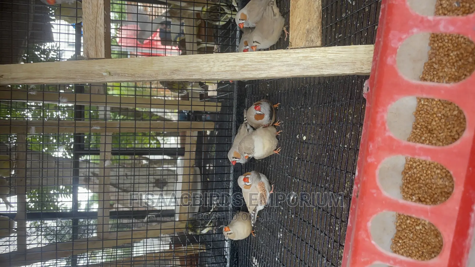 Bookings! XXXP Zebra Finches