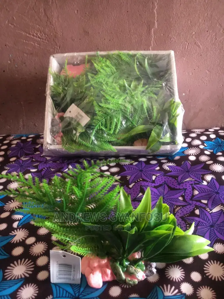 Aquarium Flower Plants