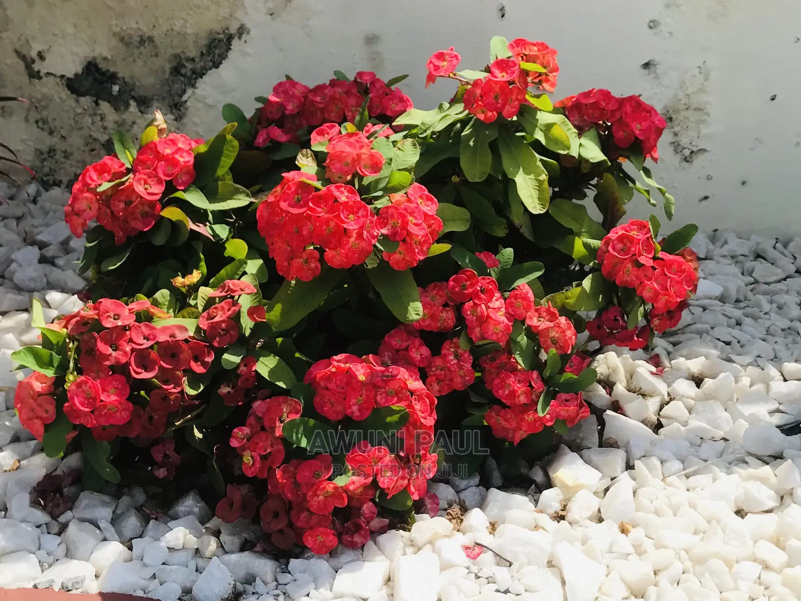 Professional Gardener