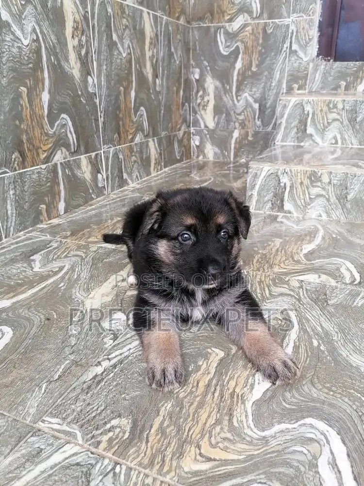 0-1 month Male Purebred German Shepherd