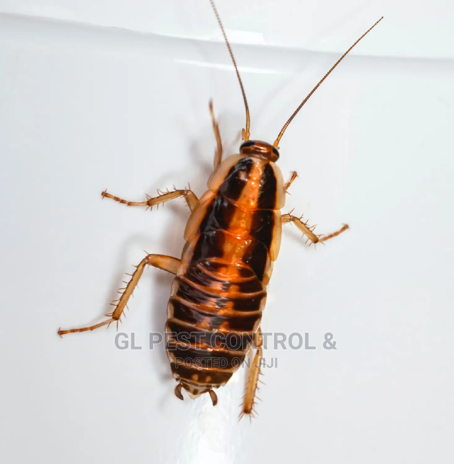 Cockroaches Fumigation Service