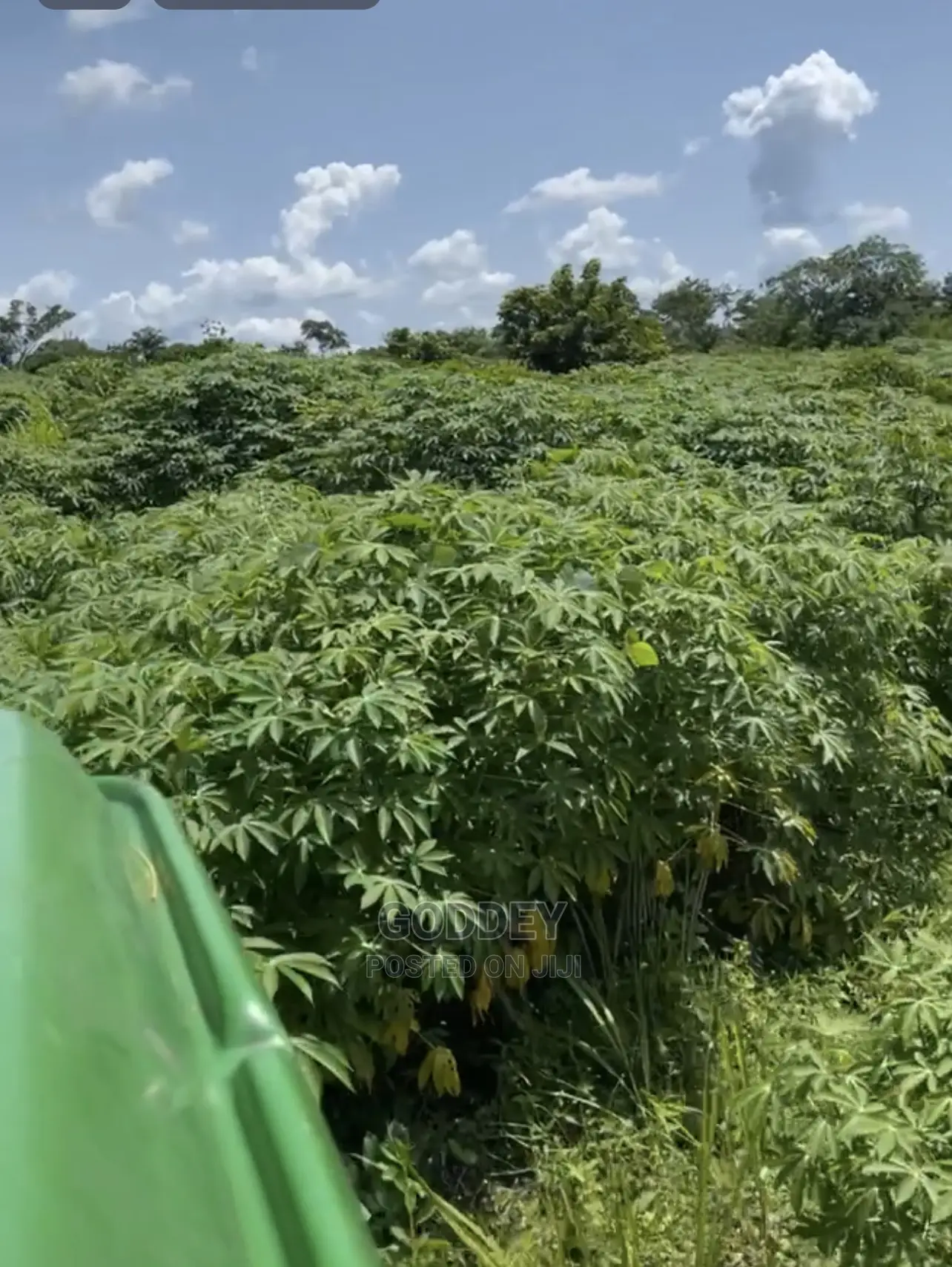 Cassava Stick