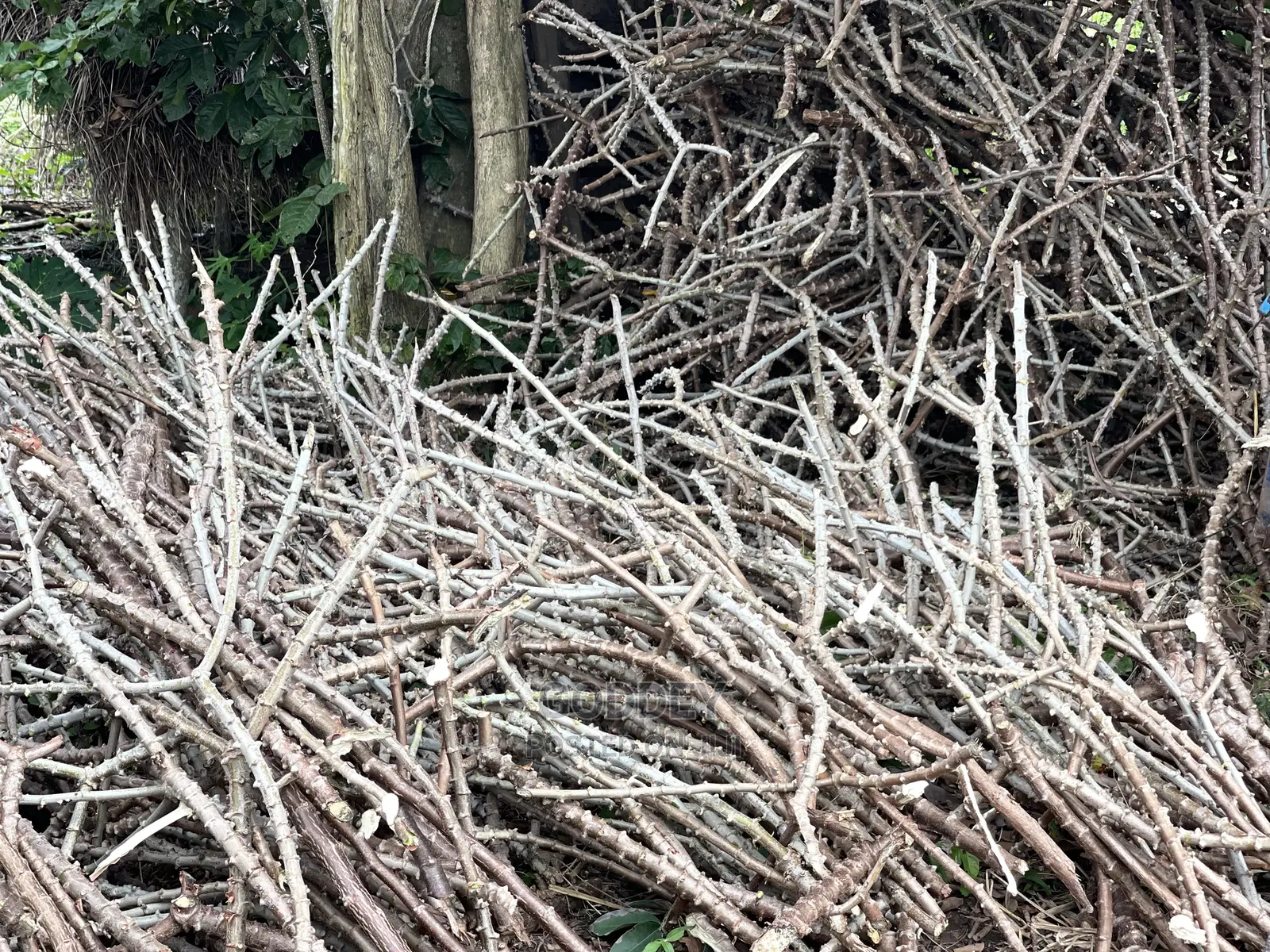 Cassava Stick
