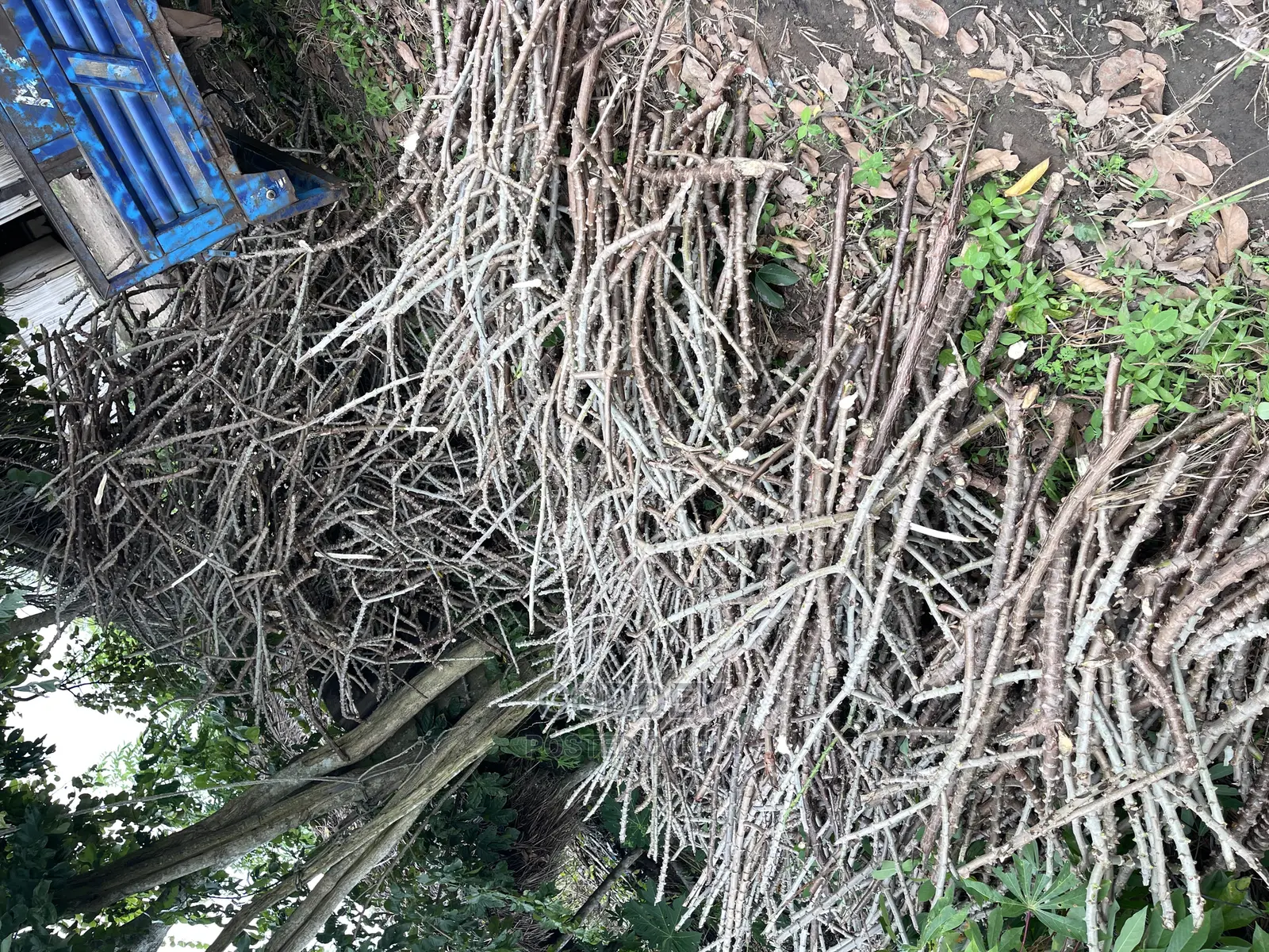 Cassava Stick