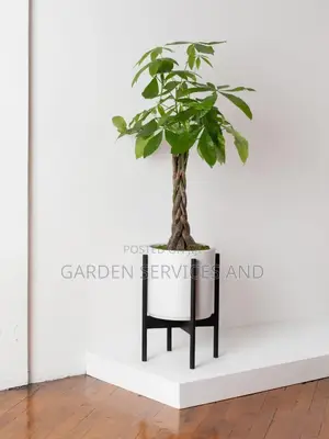 Money Tree