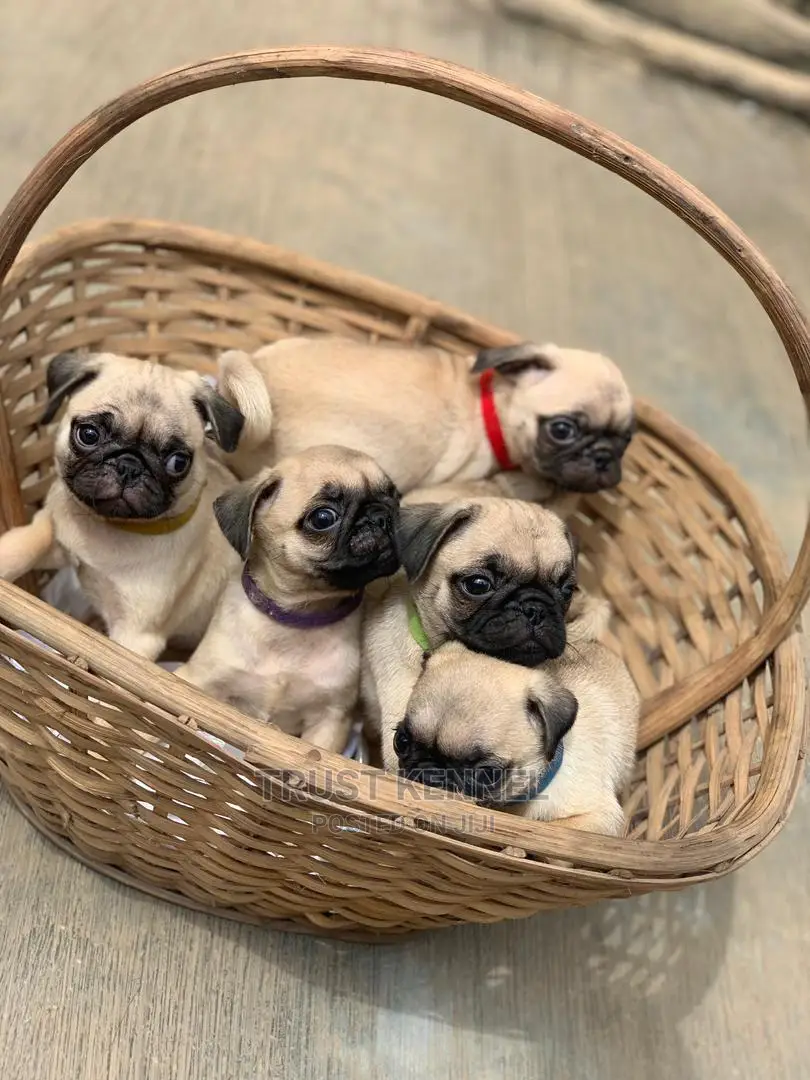 1-3 months Female Purebred Pug
