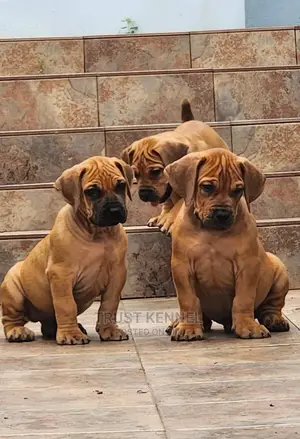 1-3 months Female Purebred Boerboel