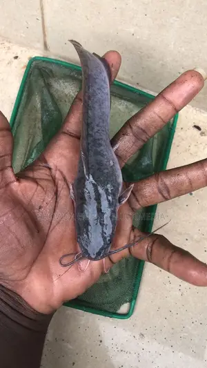 Catfish Fingerlings And Juveniles Available Fast Growing