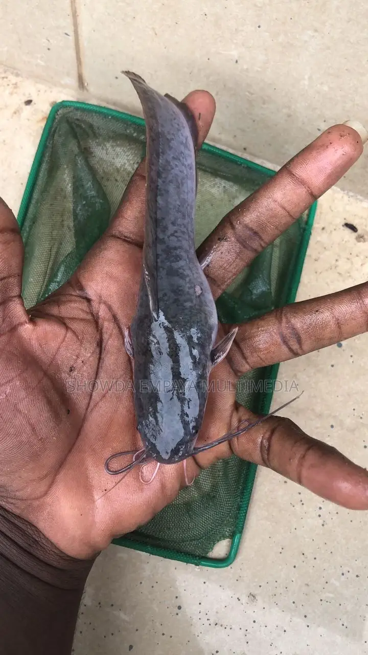 Catfish Fingerlings And Juveniles Available Fast Growing