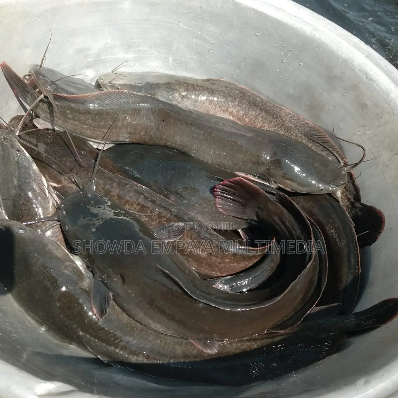 Catfish Fingerlings And Juveniles Available Fast Growing