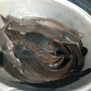 Catfish Fingerlings And Juveniles Available Fast Growing