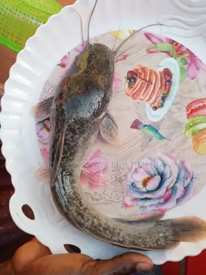 Catfish Fingerlings And Juveniles Available Fast Growing