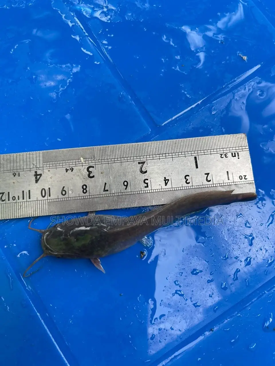Catfish Fingerlings And Juveniles Available Fast Growing