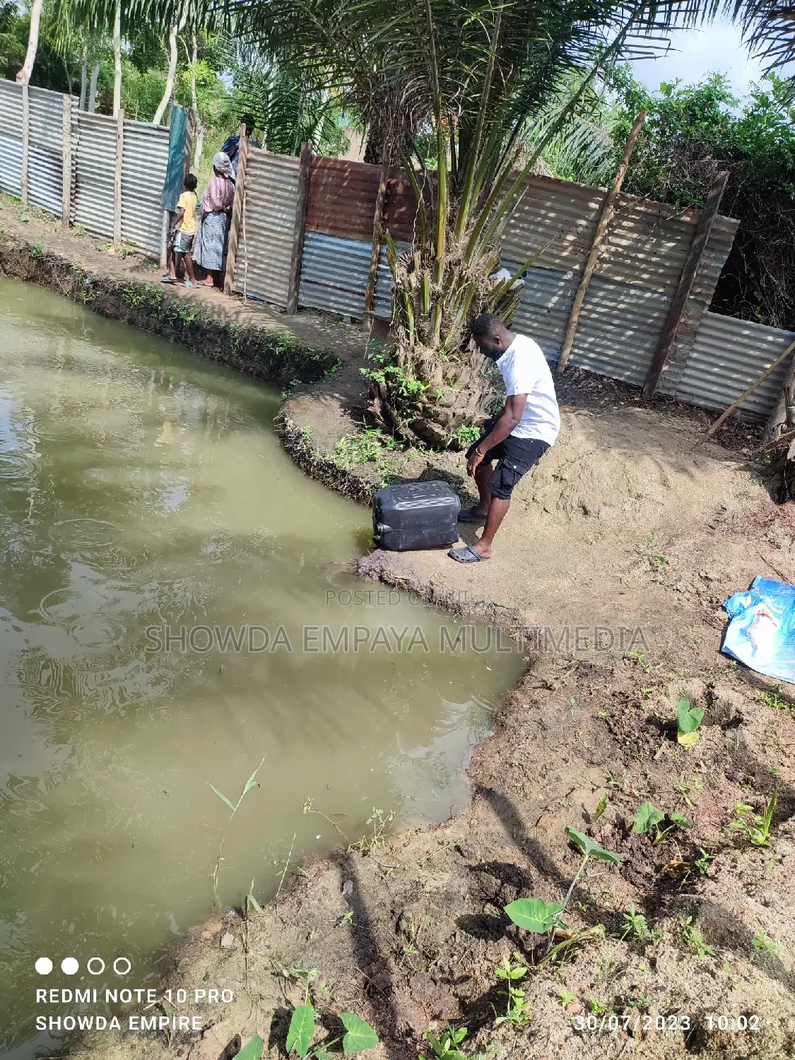 Catfish Fingerlings And Juveniles Available Fast Growing