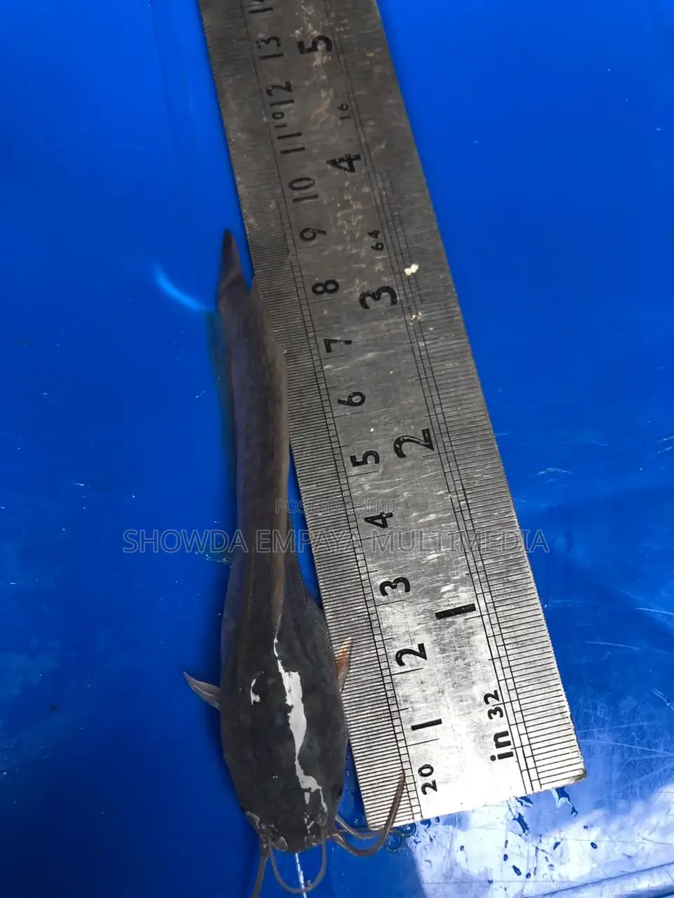 Catfish Fingerlings And Juveniles Available Fast Growing