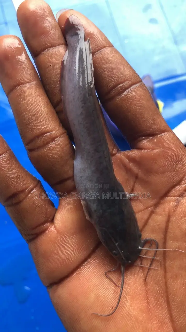Catfish Fingerlings And Juveniles Available Fast Growing