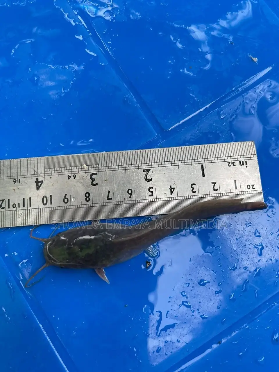 Catfish Fingerlings And Juveniles Available Fast Growing