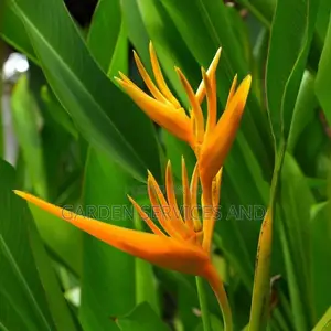Heliconia for Sale