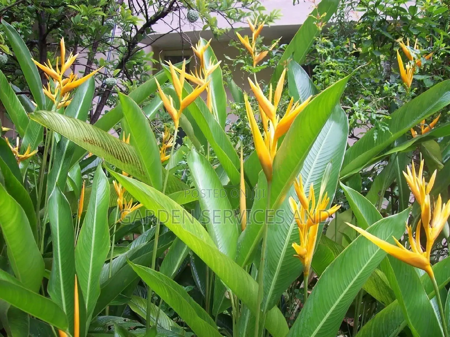 Heliconia for Sale