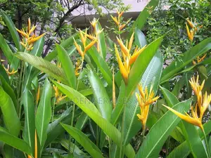 Heliconia for Sale