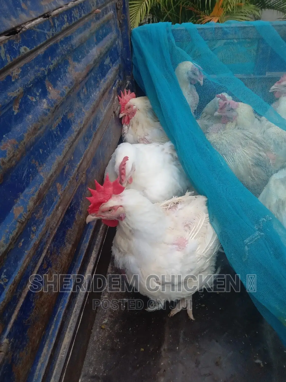 Broilers Available. Hot Sale