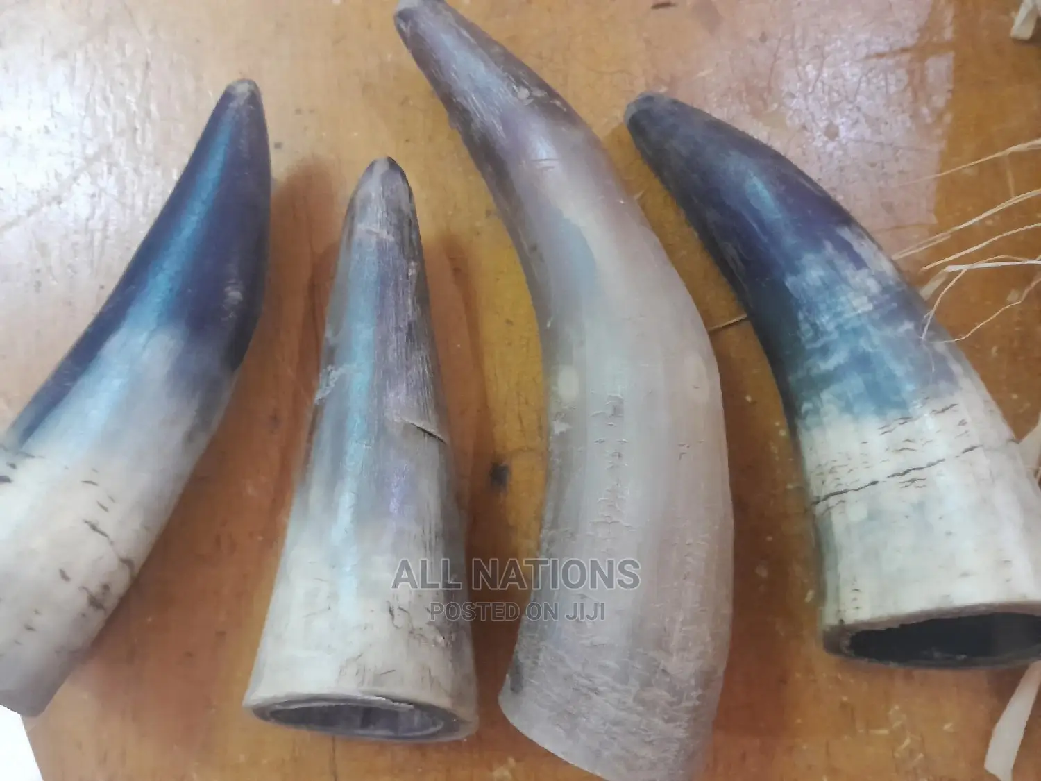 Original Cow Horn