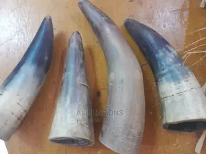 Original Cow Horn
