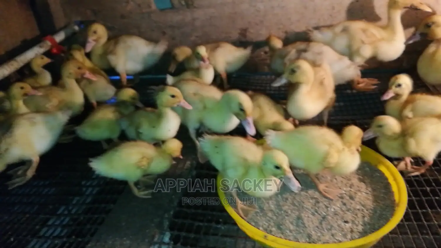 Original Jumbo Pekin Ducklings