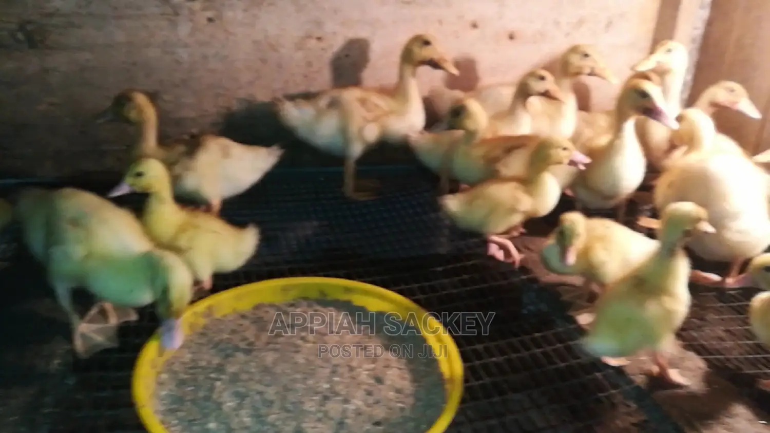 Original Jumbo Pekin Ducklings