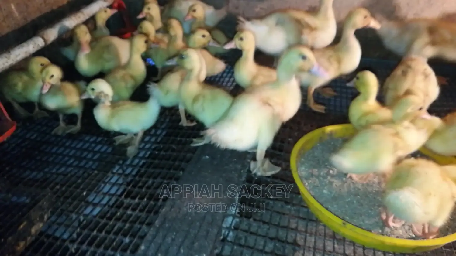 Original Jumbo Pekin Ducklings