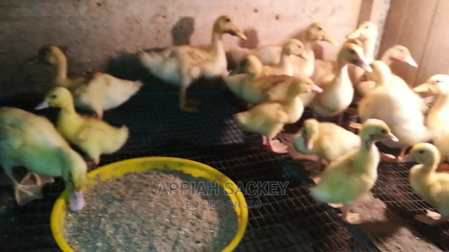 Original Jumbo Pekin Ducklings