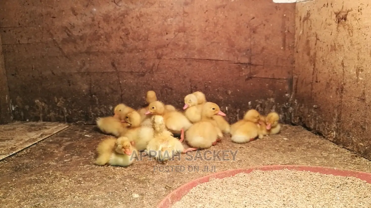 Original Jumbo Pekin Ducklings