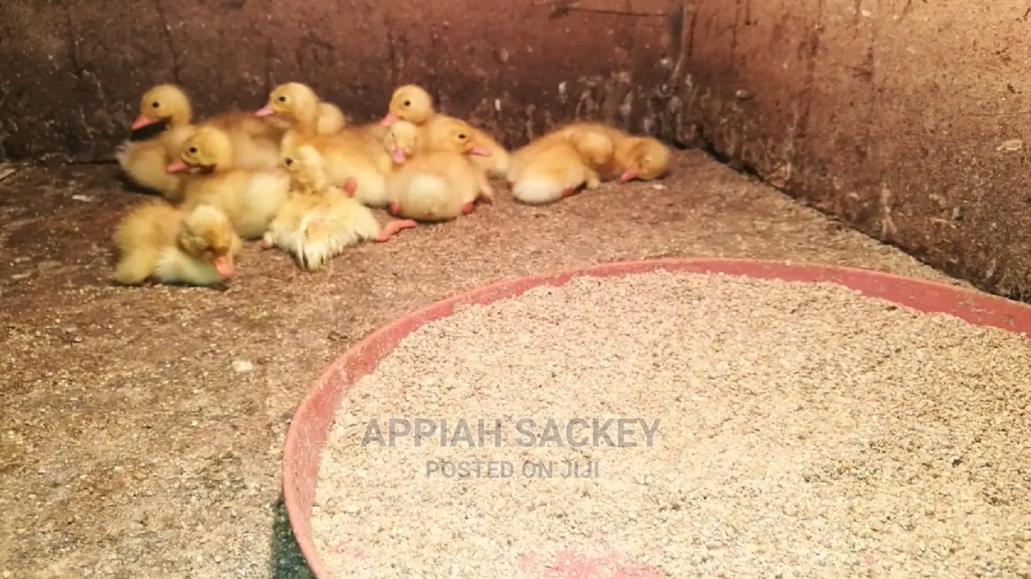 Original Jumbo Pekin Ducklings