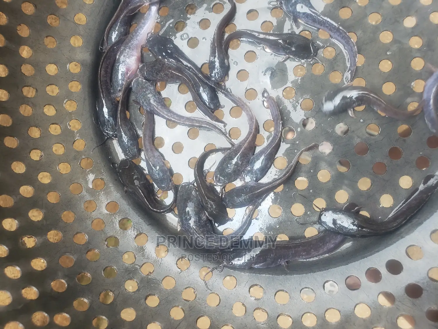 Juvenile Catfish