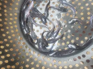 Juvenile Catfish