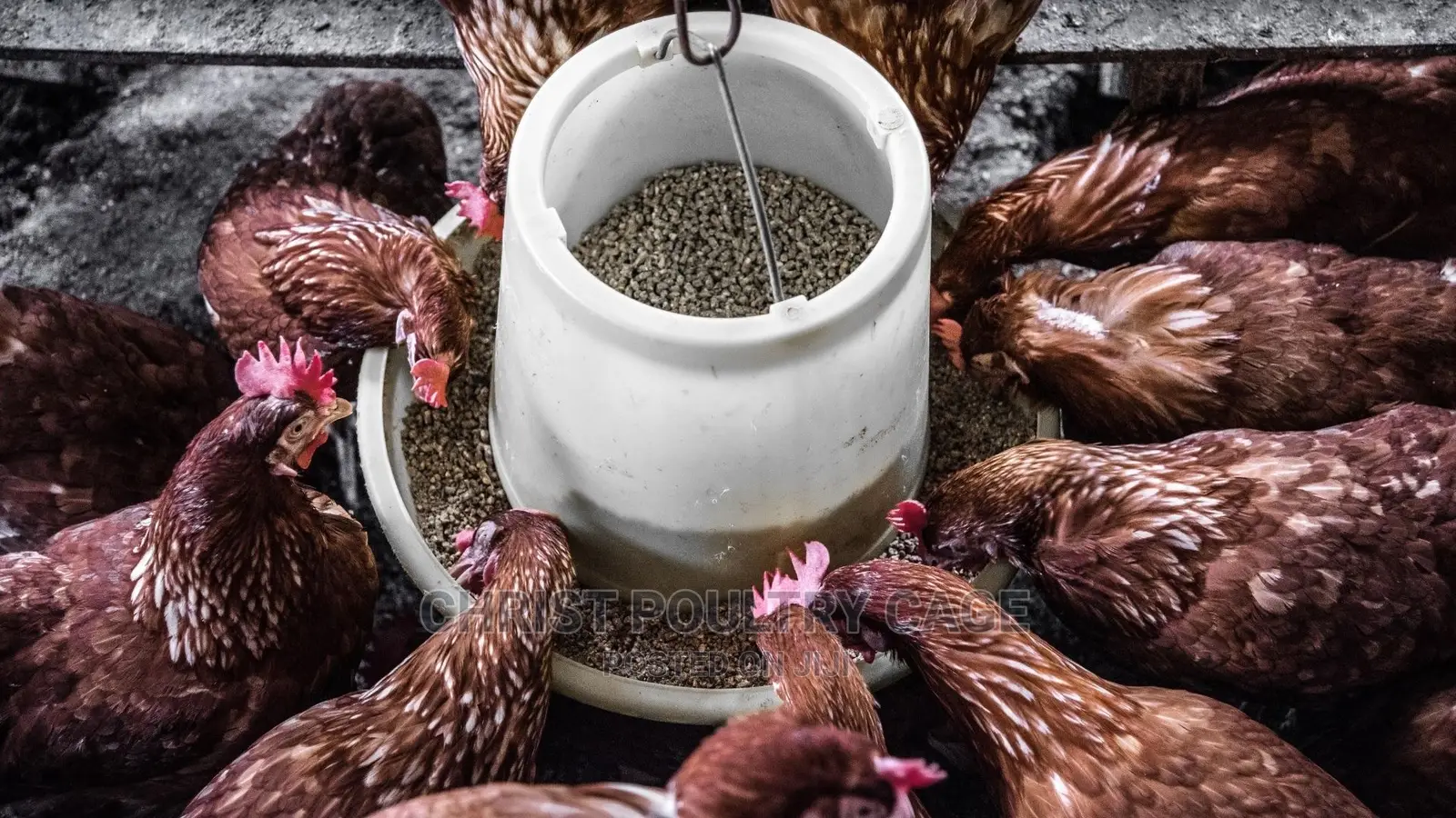 Poultry Feeder Fowl Chicken