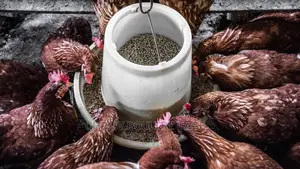 Poultry Feeder Fowl Chicken