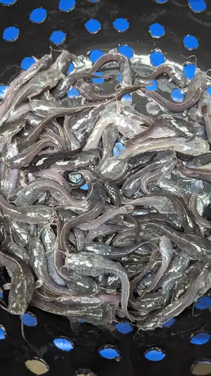 Fast and Healthy Catfish Juviniles and Tarpaulins Available