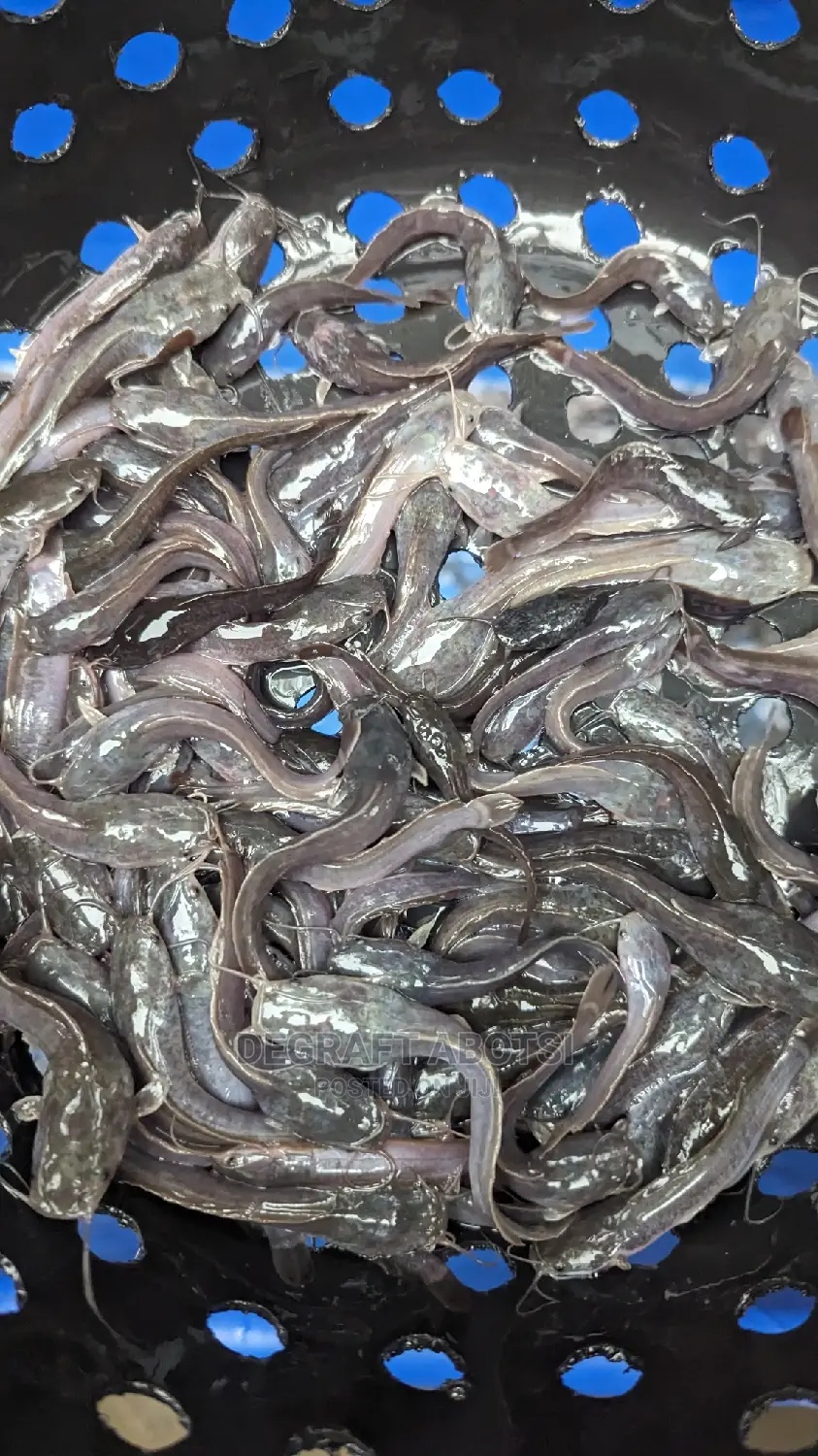 Fast and Healthy Catfish Juviniles and Tarpaulins Available
