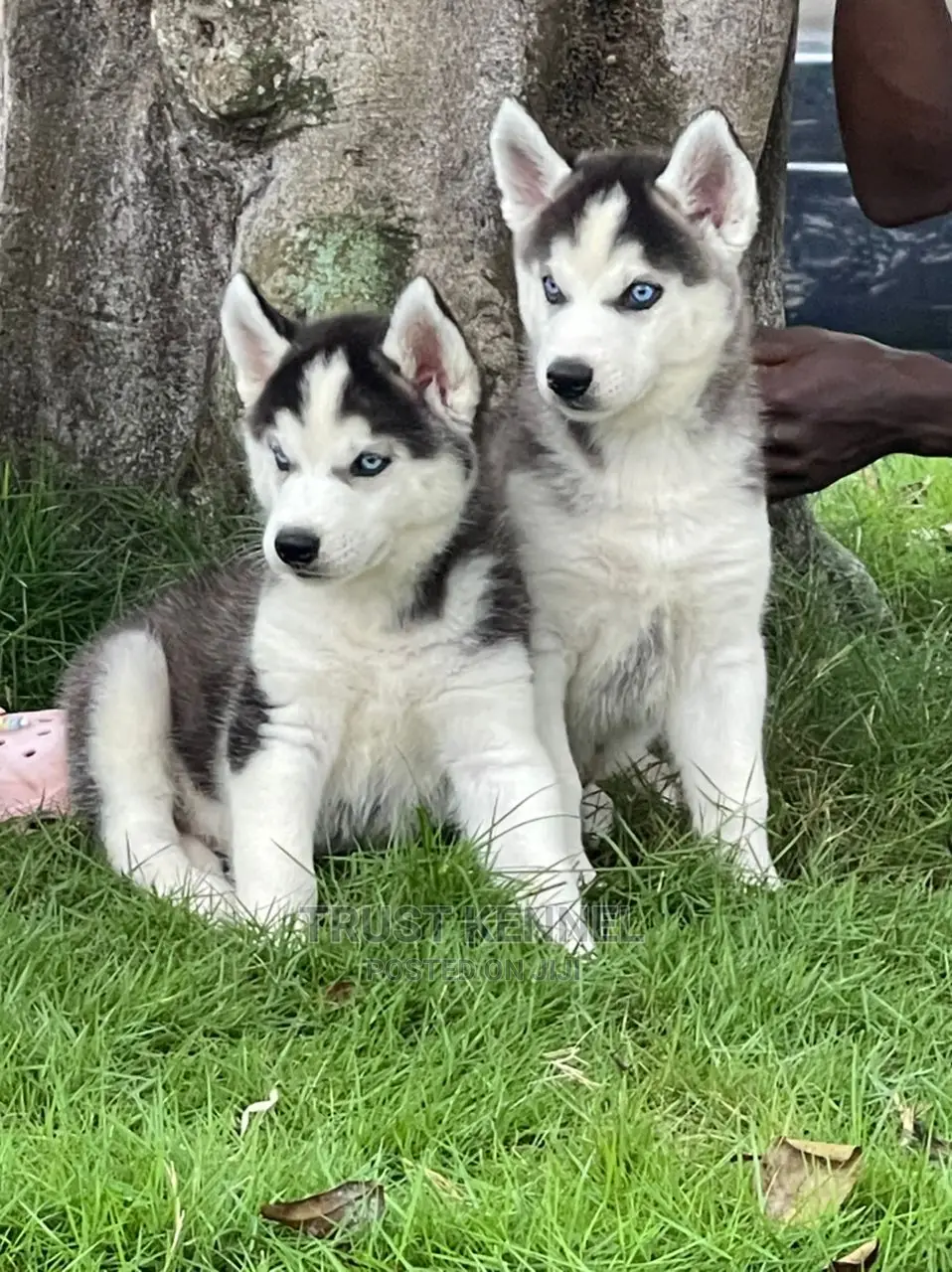 1-3 months Female Purebred Siberian Husky
