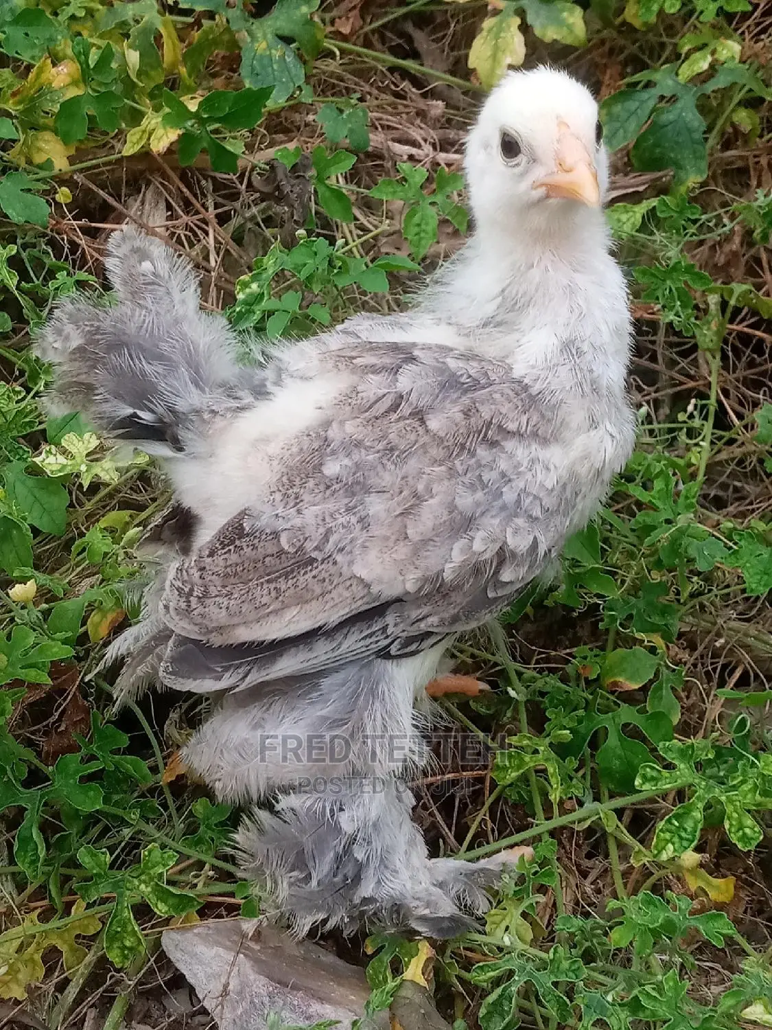 Day Olds Brahma Chicks