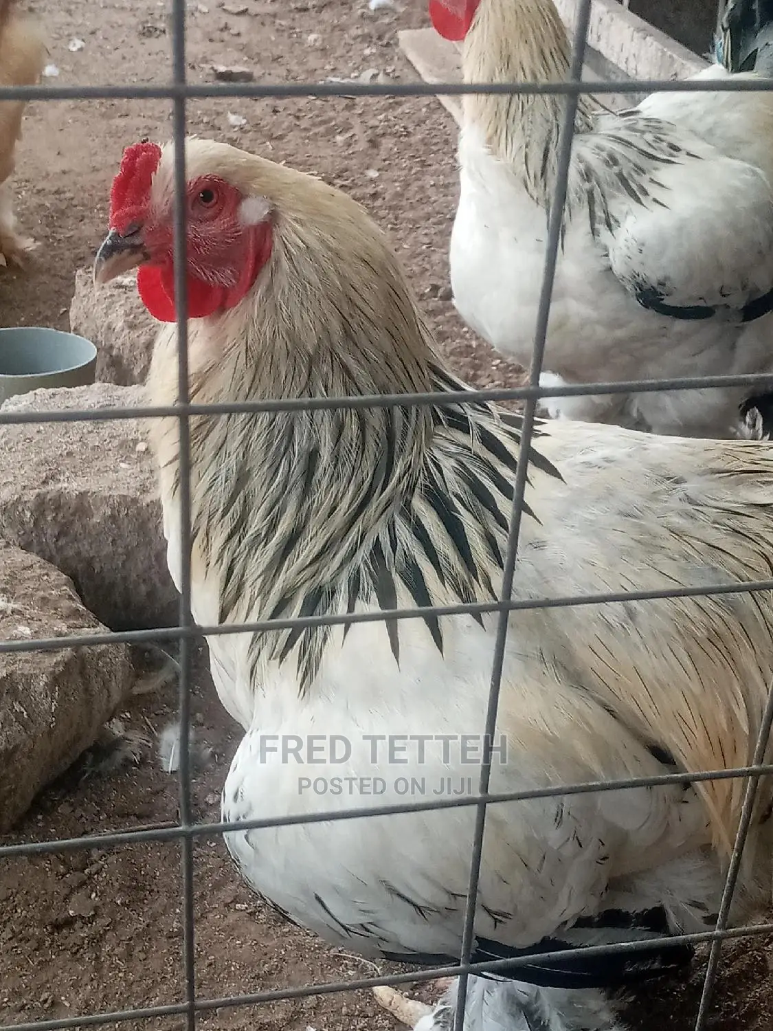 Day Olds Brahma Chicks