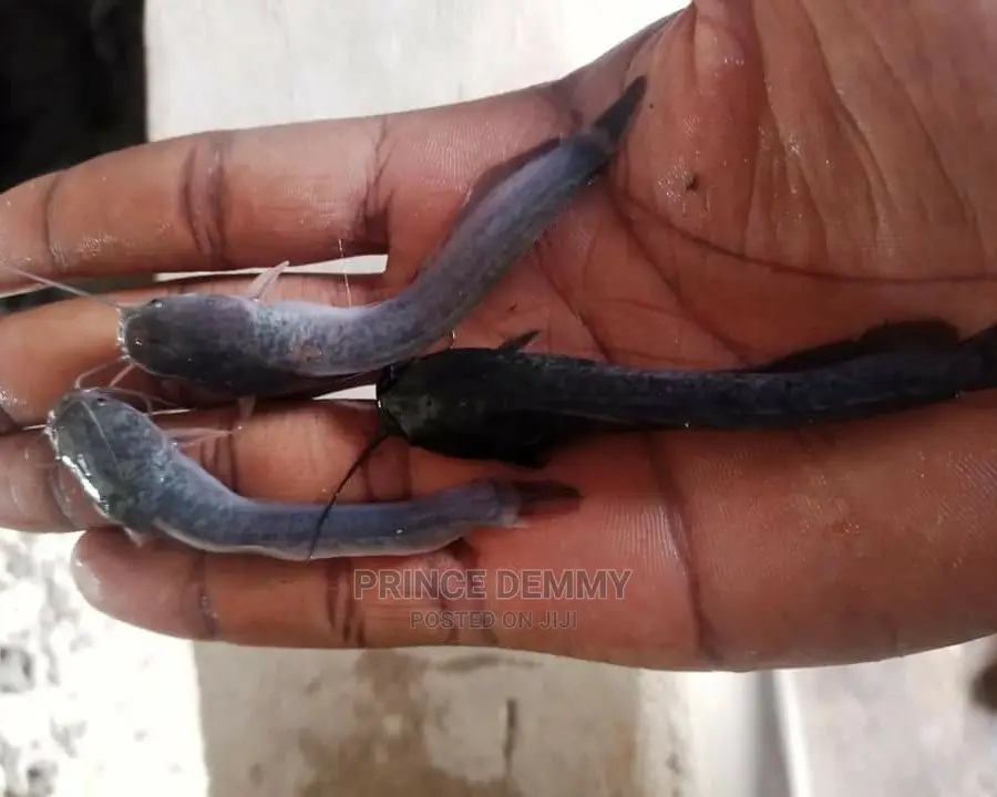 Post Fingerling Catfish